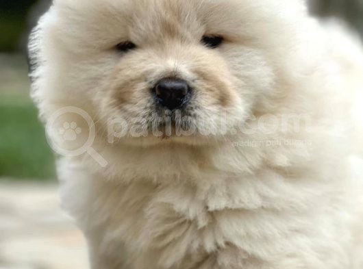 Chowchow Çi̇ftli̇ği̇nden Show Kalite Yavrular görsel