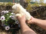 Maltese Terrier Yavrularım Sağlık Ve Ir Garantidli