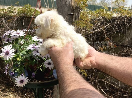 Maltese Terrier Yavrularım Sağlık Ve Ir Garantidli görsel
