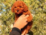 Red Brown A Kali̇te Toy Poodle Bebeği̇mi̇z