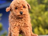 SAFKAN RED TOY POODLE YAVRULAR