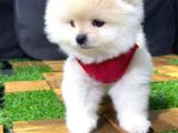 A Kalite Erkek Pomerian Yavrularımız