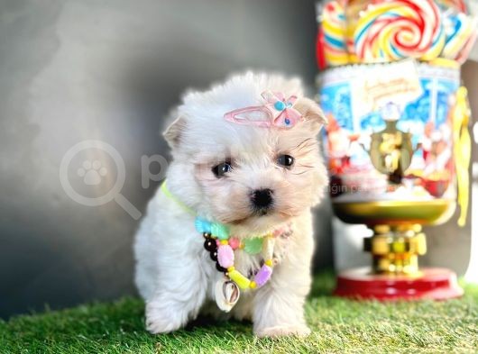 Mini Sevimli Maltese Yavrular görsel