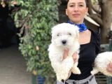 Maltese Terrier Yavrularım Sağlık Ve Ir Garantidli
