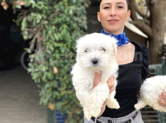 Maltese Terrier Yavrularım Sağlık Ve Ir Garantidli görsel