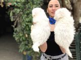 Maltese Terrier Yavrularım Sağlık Ve Ir Garantidli