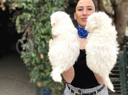 Maltese Terrier Yavrularım Sağlık Ve Ir Garantidli görsel