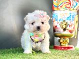 Mini Sevimli Maltese Yavrular