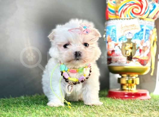 Mini Sevimli Maltese Yavrular görsel