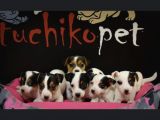 Show Güzelli̇kte Maskeli Jack Russel Yavrular
