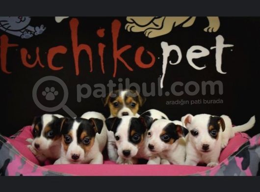 Show Güzelli̇kte Maskeli Jack Russel Yavrular görsel
