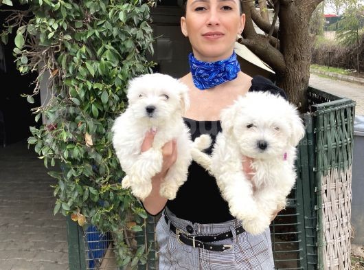 Maltese Terrier Yavrularım Sağlık Ve Ir Garantidli görsel