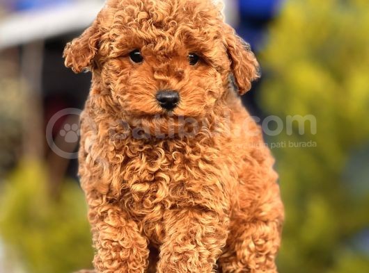 Safkan Red Toy Poodle Yavrular görsel