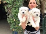Maltese terrier yavrularım sağlık ve ır garantidli