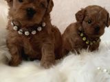 Xxs Cavapoo Yavrular Red Brown Renk