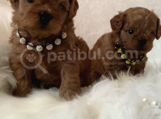 Xxs Cavapoo Yavrular Red Brown Renk görsel