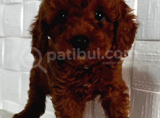 Toy Poddle Orjinal Ve Sağlık Garantili görsel