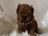 Xxs Cavapoo Yavrular Red Brown Renk