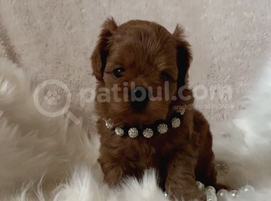 Xxs Cavapoo Yavrular Red Brown Renk görsel