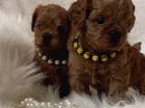 Xxs Cavapoo Yavrular Red Brown Renk