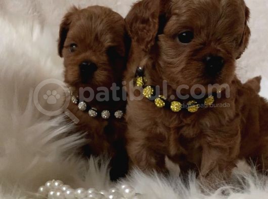 Xxs Cavapoo Yavrular Red Brown Renk görsel