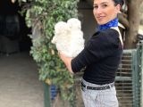 Maltese Terrier Yavrularım Sağlık Ve Ir Garantidli