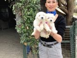 Maltese Terrier Yavrularım Sağlık Ve Ir Garantidli