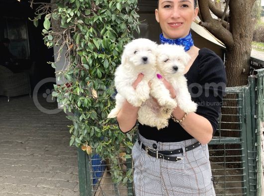 Maltese Terrier Yavrularım Sağlık Ve Ir Garantidli görsel