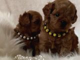 Xxs Cavapoo Yavrular Red Brown Renk