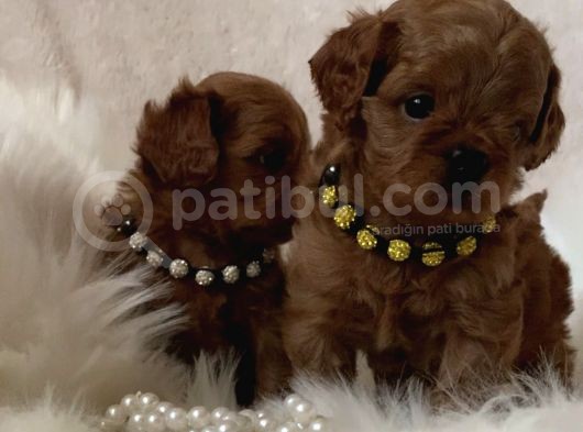 Xxs Cavapoo Yavrular Red Brown Renk görsel