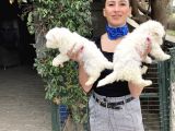 Maltese Terrier Yavrularım Sağlık Ve Ir Garantidli