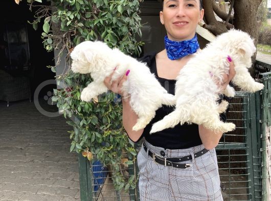 Maltese Terrier Yavrularım Sağlık Ve Ir Garantidli görsel
