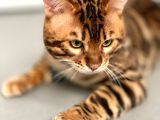 Show Class Erkek Bengal Kedisi Üretime Uygun Secereli