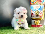 Mini Sevimli Maltese Yavrular