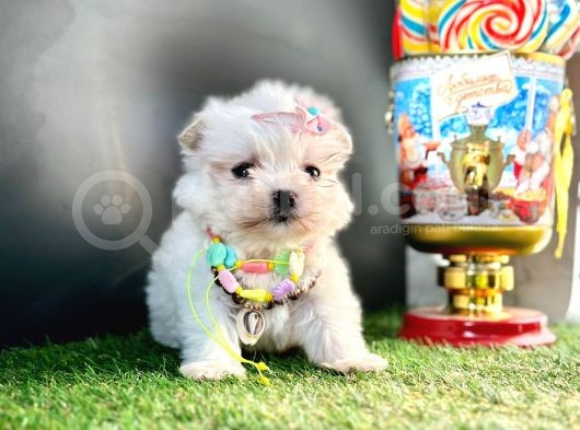 Mini Sevimli Maltese Yavrular