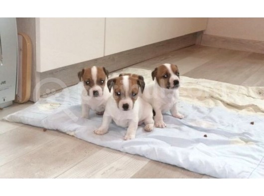 Show Güzelli̇kte Maskeli Jack Russel Yavrular görsel