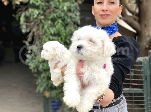 Maltese Terrier Yavrularım Sağlık Ve Ir Garantidli görsel