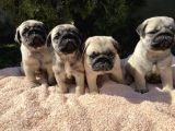 Kuzeypuppi̇es Garanti̇si̇yle Pug Yavrulari