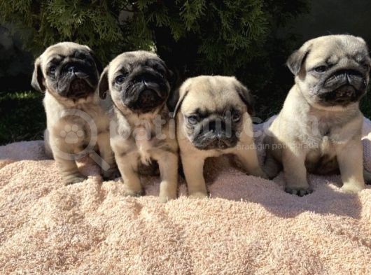 Kuzeypuppi̇es Garanti̇si̇yle Pug Yavrulari görsel