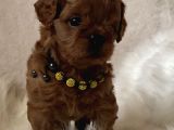 Xxs Cavapoo Yavrular Red Brown Renk