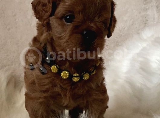 Xxs Cavapoo Yavrular Red Brown Renk görsel
