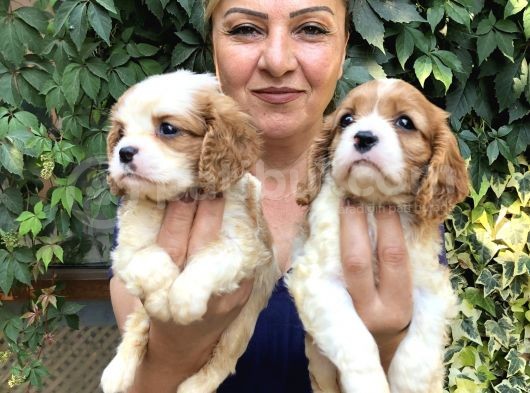 Irk Garantili Harika Cavali King Charles Yavrularımız görsel