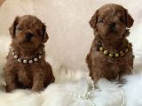 XXS CAVAPOO YAVRULAR RED BROWN RENK