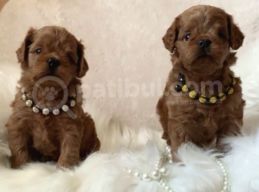 Xxs Cavapoo Yavrular Red Brown Renk