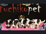 Show Güzelli̇kte Maskeli Jack Russel Yavrular