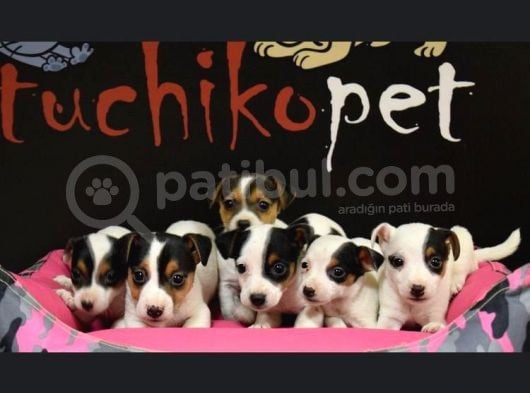 Show Güzelli̇kte Maskeli Jack Russel Yavrular görsel