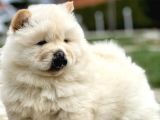 ChowChow ÇİFTLİĞİNDEN Show Kalite Yavrular