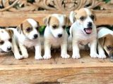 Show Güzelli̇kte Maskeli Jack Russel Yavrular