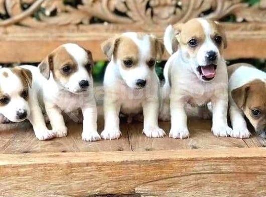 Show Güzelli̇kte Maskeli Jack Russel Yavrular görsel