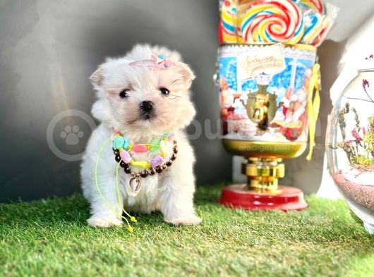 Mini Sevimli Maltese Yavrular görsel
